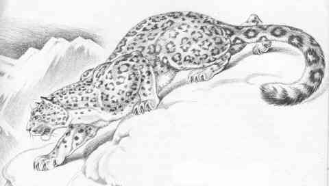 drawing of leopard from JUNGLE ANIMALS (1945)